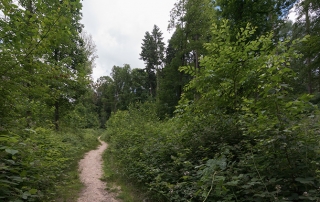 hallerbos sequoiawandeling