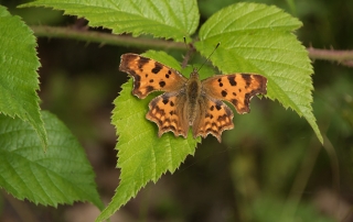hallerbos gehakkelde aurelia