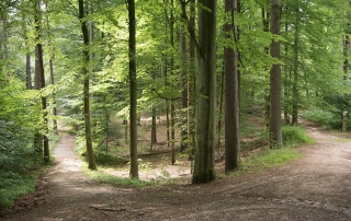 hallerbos vlasmarktdreef ingang zandgroeve