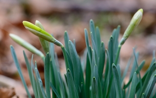 wilde narcis