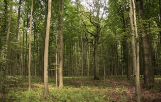 hallerbos