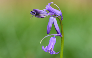 wilde hyacint