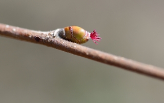 hazelaar vrouwelijke bloem