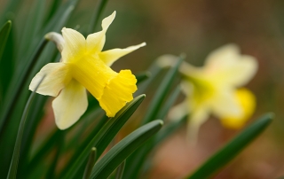 wilde narcis