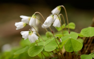 witte klaverzuring