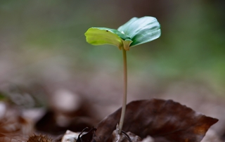 kiemplant beuk