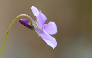 donkersporig bosviooltje