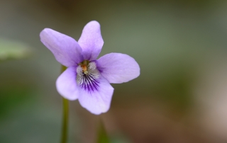 donkersporig bosviooltje