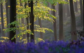 hallerbos observatorium