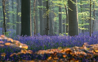 hallerbos tranendal