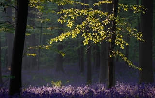 hallerbos tranendal