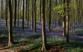 hallerbos tranendal