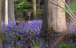 hallerbos reebok