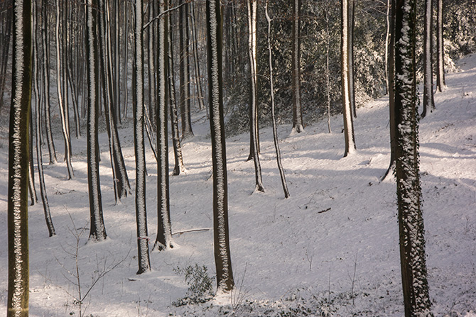 Hallerbos winter - vallei Arenbergvijver
