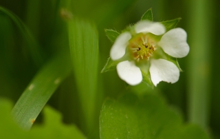 aardbeiganzerik