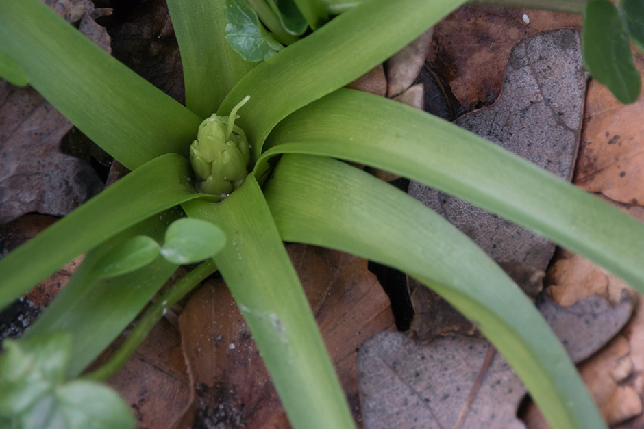 wilde hyacint