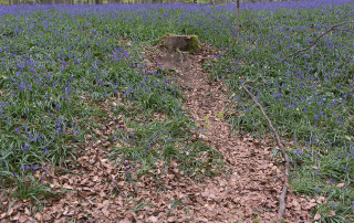 hallerbos schade hyacinten